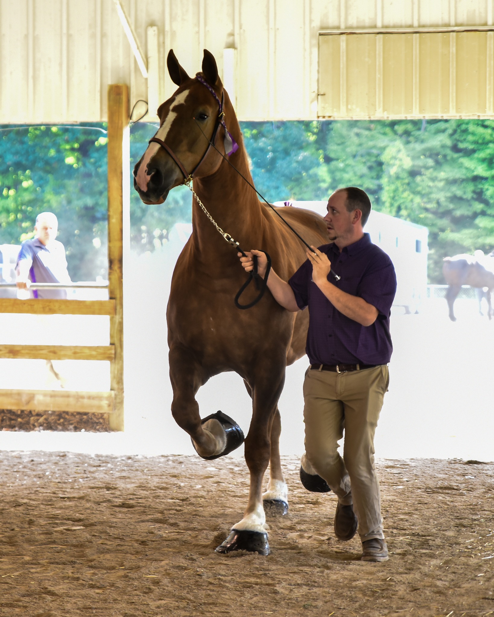 Illinois, Belgian Draft Horse Breeder